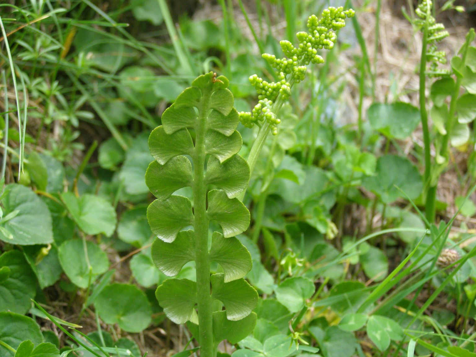 Botrychium lunaria / Botrichio